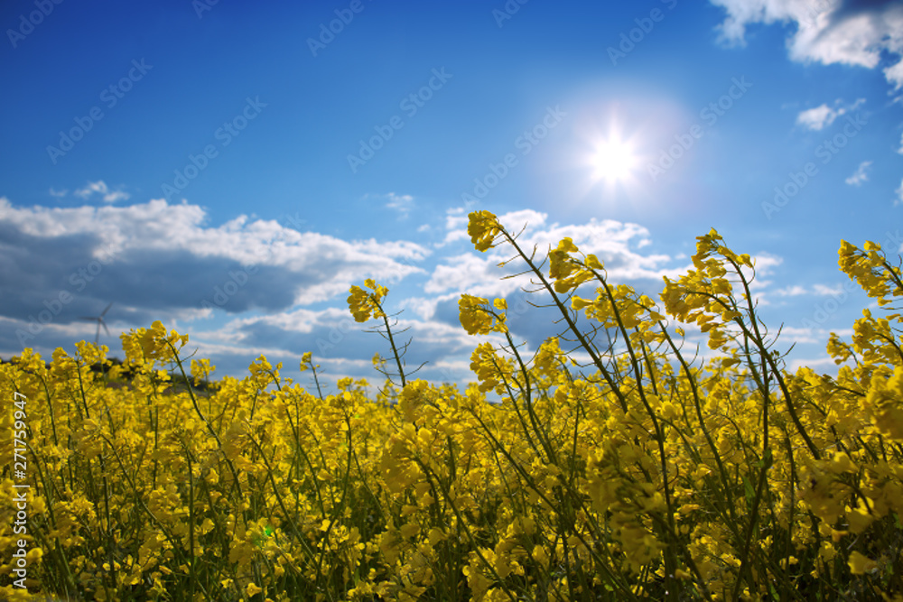 Yellow flowering rape field and blue sky with sunshine. Yellow flowering rape field and blue sky with sunshine.