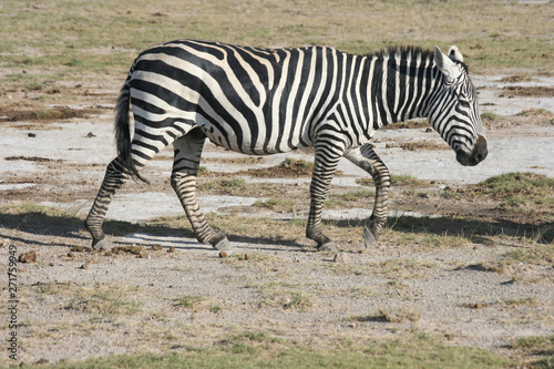 Zebra at Amboseli National Park in Kenya