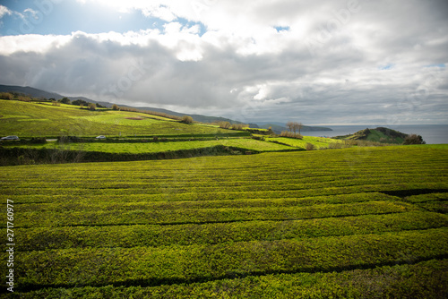 Azorean tea farm on Sao Miguel Island, Azores, Portugual. Only tea farm in Europe