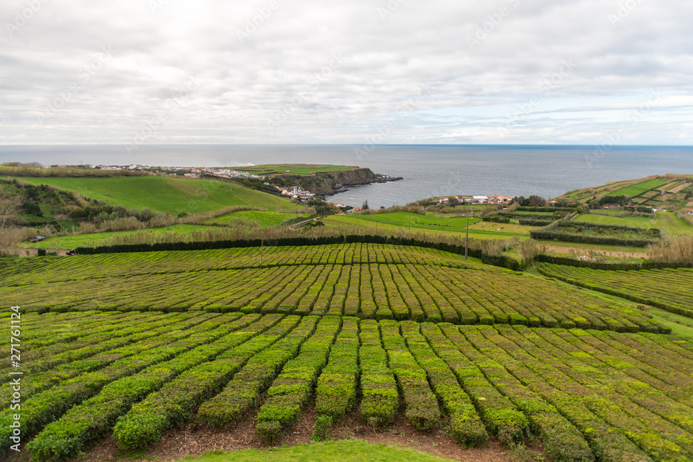 Azorean tea farm on Sao Miguel Island, Azores, Portugual. Only tea farm in Europe