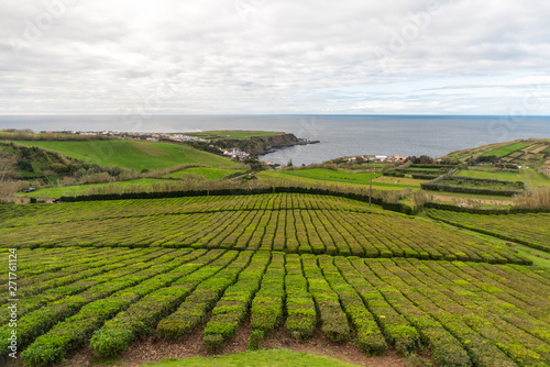 Azorean tea farm on Sao Miguel Island, Azores, Portugual. Only tea farm in Europe