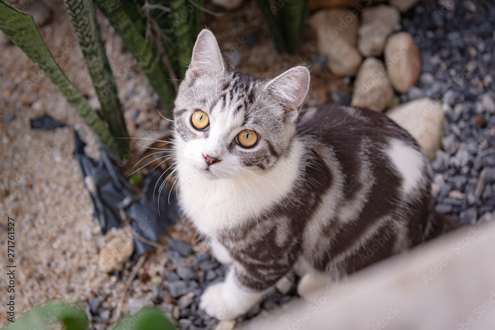 Lovely cute little cat with  beautiful yellow eyes on white sand in garden outdoor