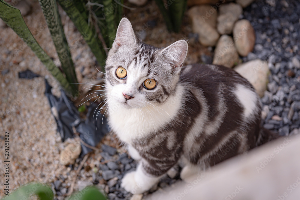 Lovely cute little cat with beautiful yellow eyes on white sand in garden outdoor Lovely cute little cat with beautiful yellow eyes on white sand in garden outdoor