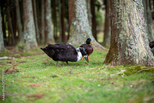 Happy ducks feeding in the Azorean forest in Furnas, Sao Miguel Island, Azores, Portugal