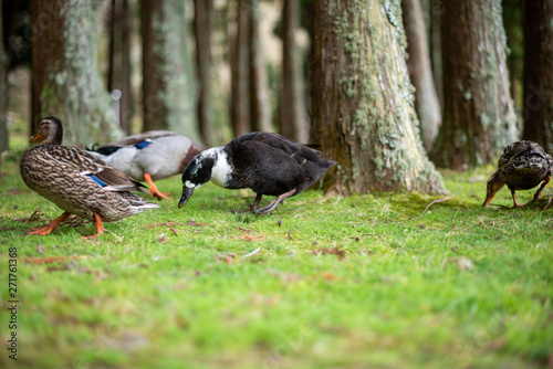 Happy ducks feeding in the Azorean forest in Furnas, Sao Miguel Island, Azores, Portugal