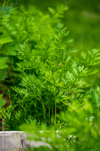 Carrot Foliage  Forest  in a Cedar Garden Bed