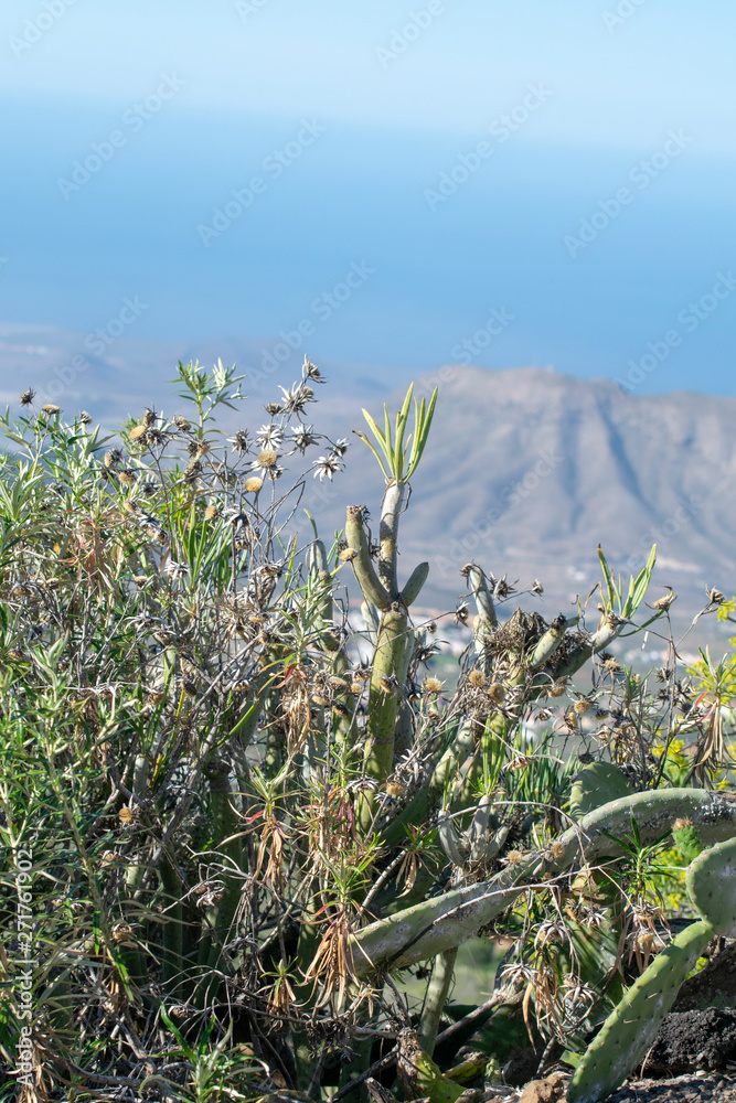 Obraz premium A look at the island Tenerife from the mountains