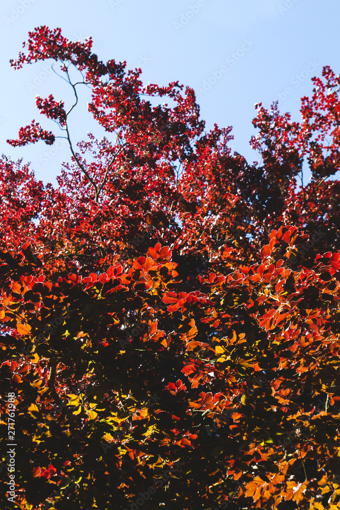 Fagus sylvatica f. purpurea or copper beech tree red foliage Fagus sylvatica f. purpurea or copper beech tree red foliage
