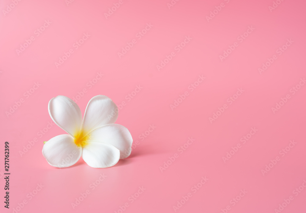 Beautiful white Plumeria flower on pink background - obrazy, fototapety, plakaty 