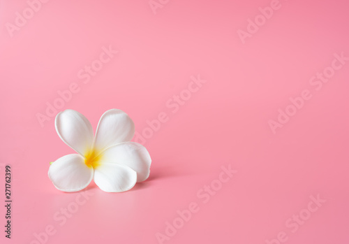 Beautiful white Plumeria flower on pink background