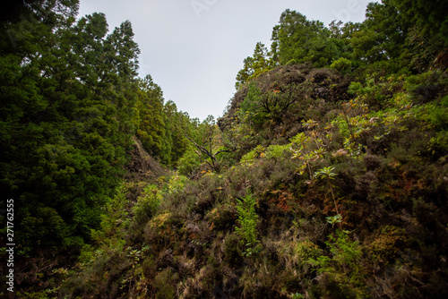 Indigenous flora in Sao Miguel Island, Azores, Portugal
