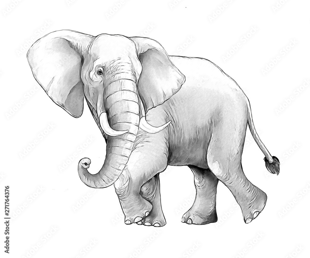 cartoon scene with big elephant on white background safari coloring ...