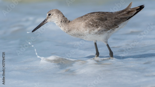 Willet searching for food photo