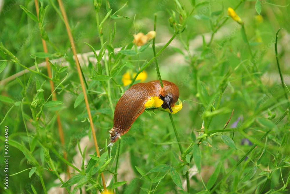 snail on the flower snail on the flower