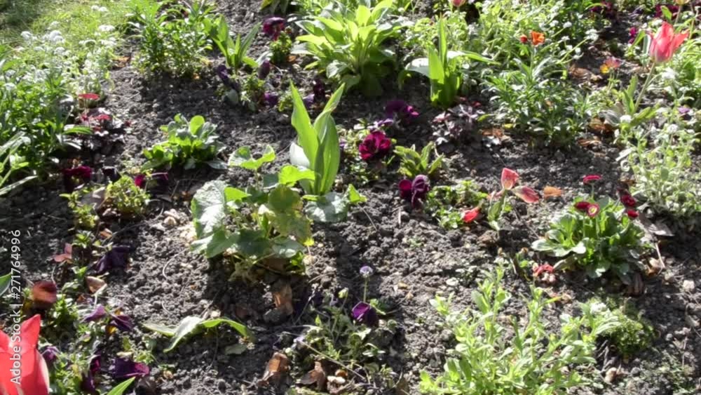 Parterre de fleurs