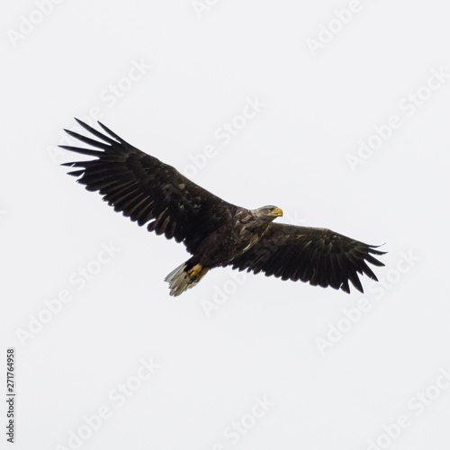 Isolated single white tail eagle soaring in the sky- Danube Delta Romania