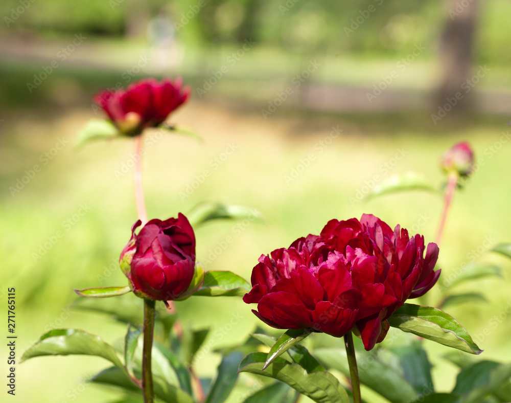 Three purple  peonies in the garden on green background