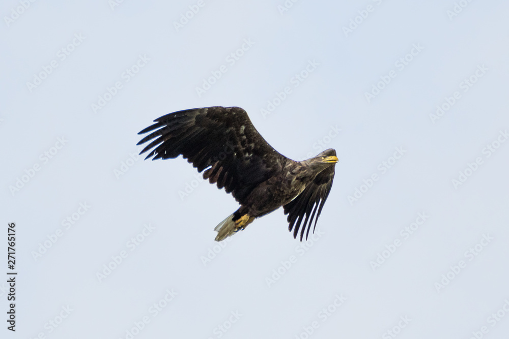 Isolated single white tail eagle soaring in the sky- Danube Delta Romania Isolated single white tail eagle soaring in the sky- Danube Delta Romania