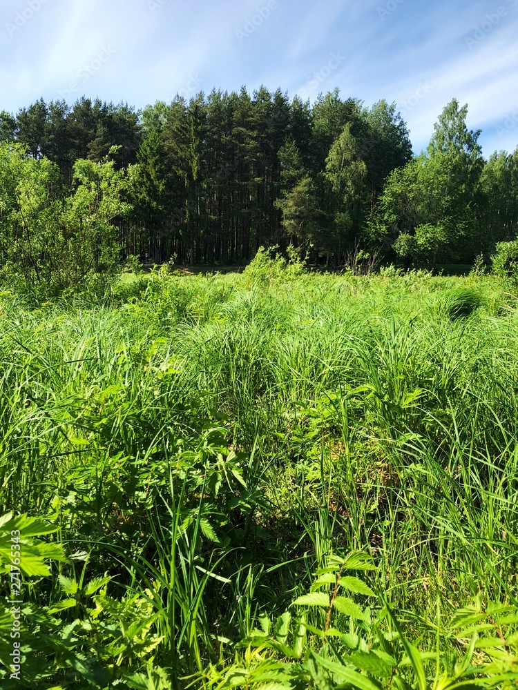 Beautiful summer landscape of forest and grass Beautiful summer landscape of forest and grass