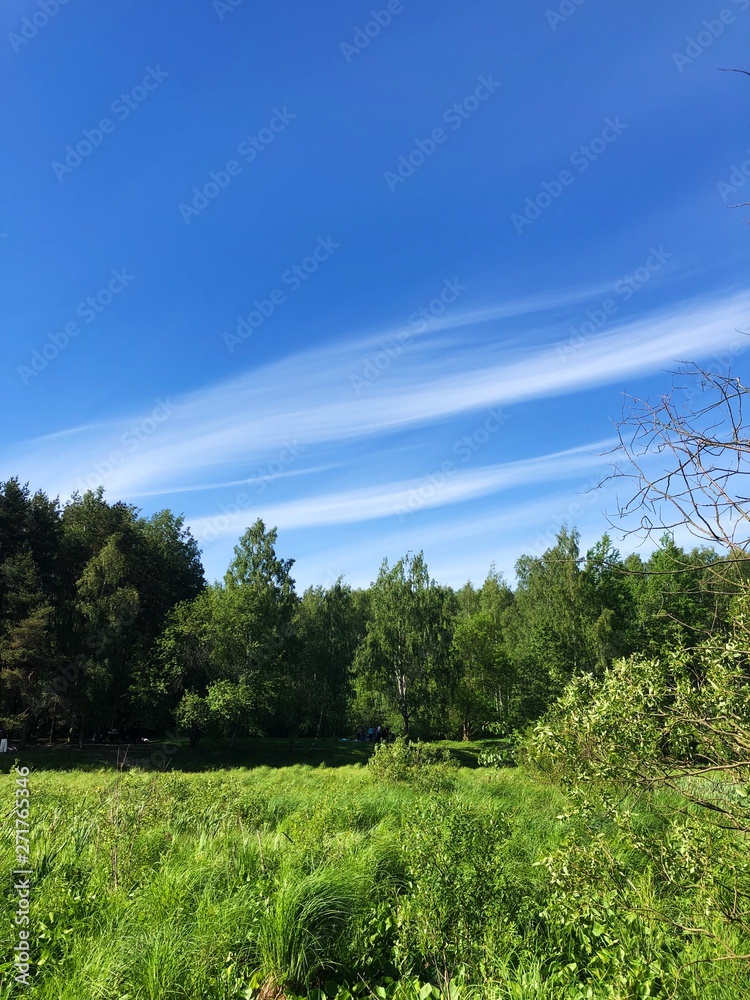 Obraz premium Beautiful summer landscape of forest and grass