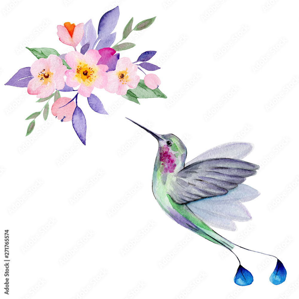 Watercolor Hummingbird Flying Around the Cherry Blossoms Flowers.