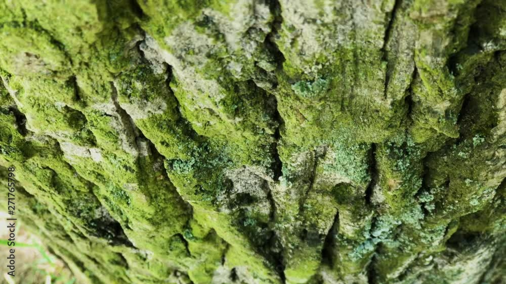 Tree bark close up. Sunny bright day. Tree bark close up. Sunny bright day.