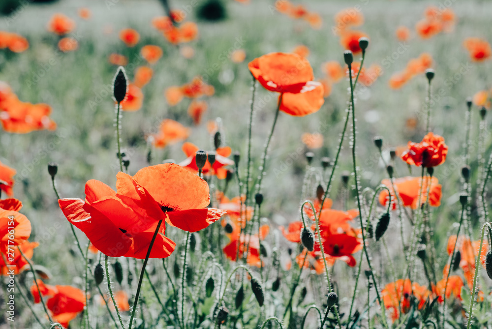 Obraz premium Flower poppy flowering on background poppies flowers