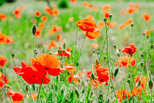 Flower poppy flowering on background poppies flowers © sponge_Po