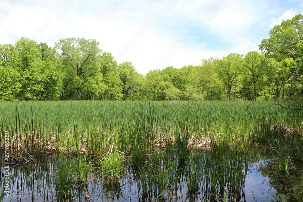 Ephemeral pond at Somme Woods in Northbrook, Illinois in early summer Ephemeral pond at Somme Woods in Northbrook, Illinois in early summer