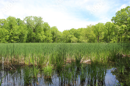 Ephemeral pond at Somme Woods in Northbrook, Illinois in early summer