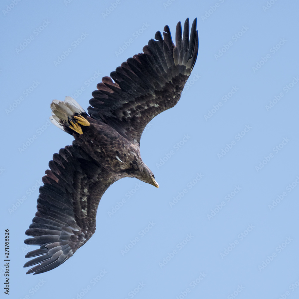 Fototapeta premium Isolated single white tail eagle soaring in the sky- Danube Delta Romania
