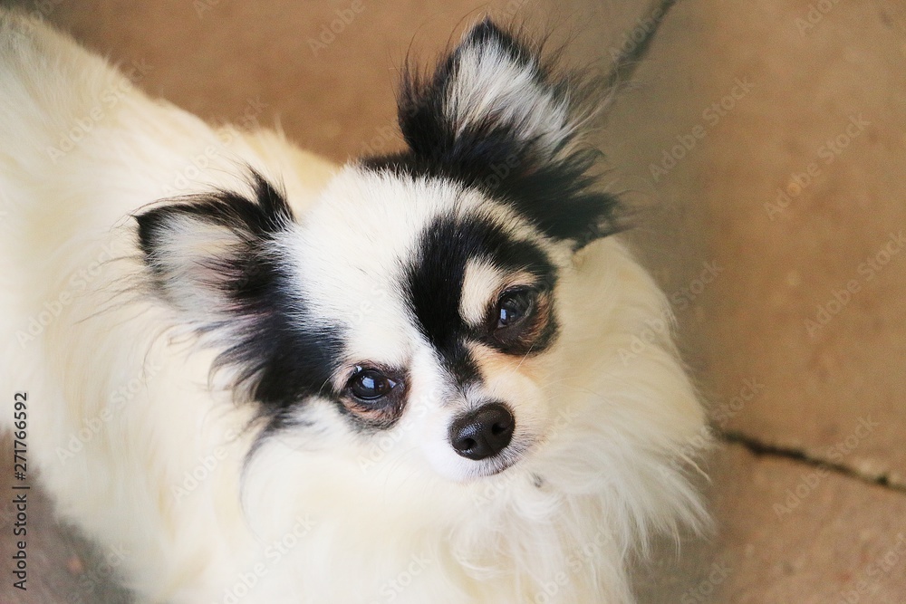 beautiful small chihuahua head portrait close up beautiful small chihuahua head portrait close up