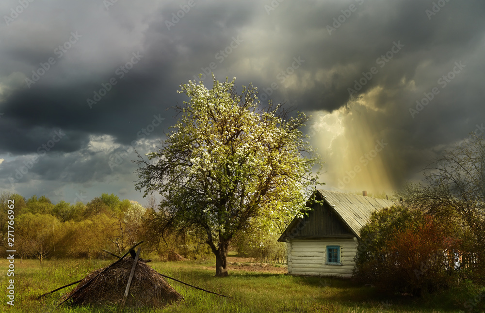 An old log cabin andand flowering fruit trees during a thunderstorm. Ukrainian village.