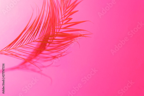 Shadows of palm leaf on bright pink background. Place for text. © Anna Efetova