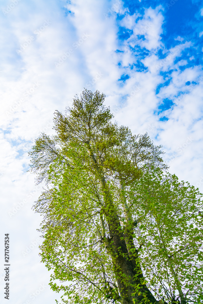 Fototapeta premium Beautiful trees branch on blue sky .