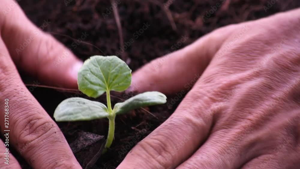 Seedlings of melon that are growing from seed on the ground and hand pick up the soil add to the tree. Seedlings of melon that are growing from seed on the ground and hand pick up the soil add to the tree.