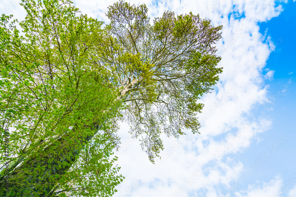 Fototapeta premium Beautiful trees branch on blue sky .