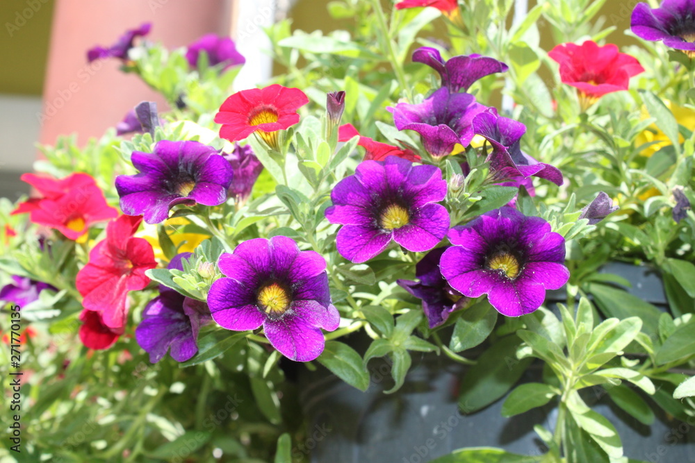 Calibrachoa Calibrachoa