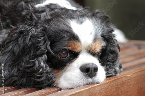 King charles type long-eared, tame home dog
