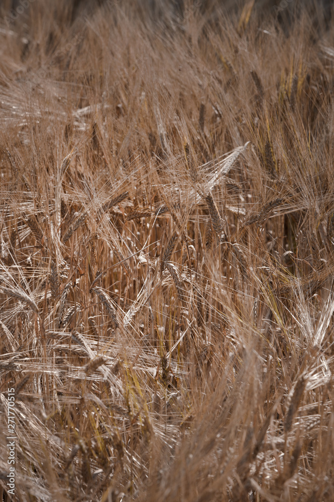 Barley. Field of corn. Agriculture Netherlands Barley. Field of corn. Agriculture Netherlands