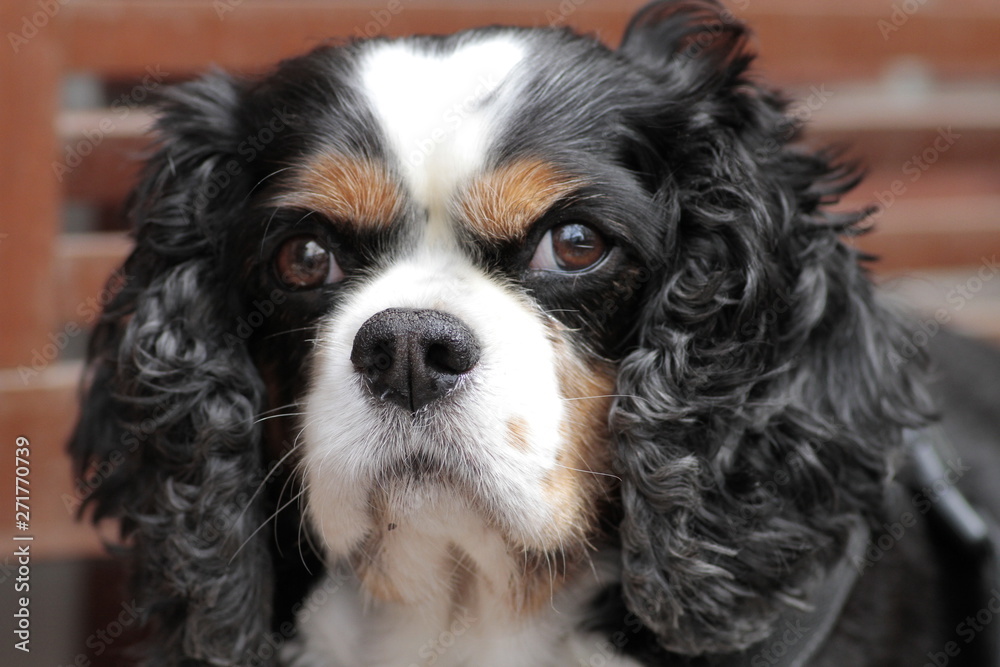 King charles type long-eared, tame home dog