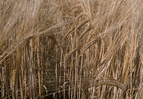 Barley. Field of corn. Agriculture Netherlands