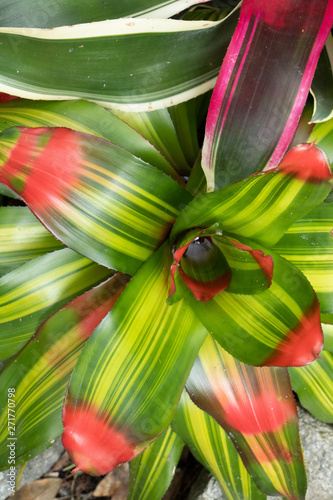 red green bromelaid plant center photo