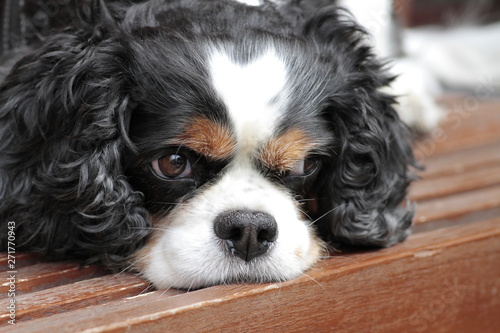 King charles type long-eared, tame home dog