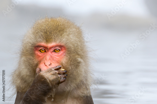 Young snow monkey are sitting at the hot spring, covered her mouth by paw and carefully thought, nature wildlife, Jigokudani park, Japan