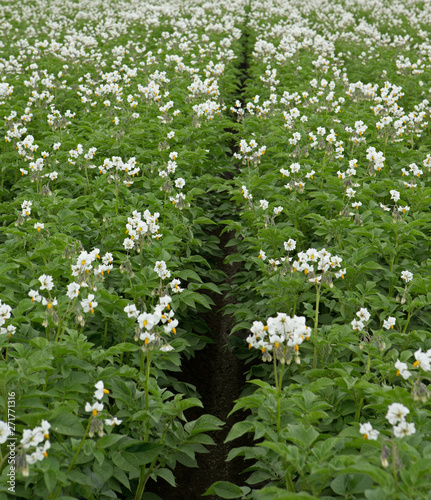 Flowering potatoes. Agriculture