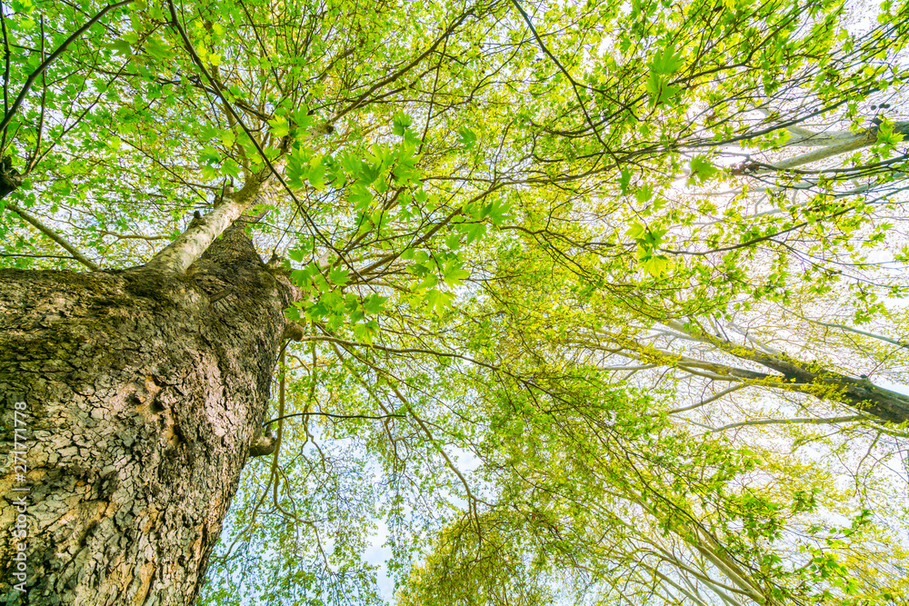 Fototapeta premium Beautiful trees branch on blue sky .