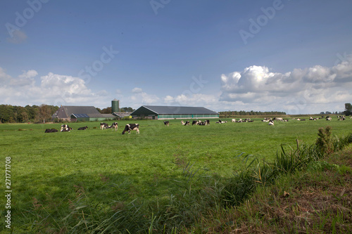 Modern Dutch stable with cows in meadow. Friesland netherlands