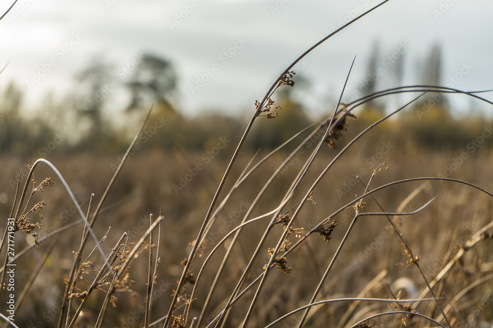 Obraz premium Meadow in autumn getting brown