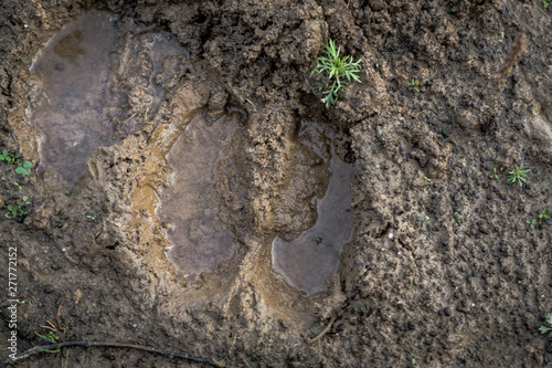 Wet hoof print of a fallow deer